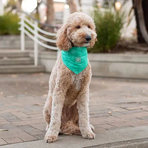 Canada Pooch Cooling Bandana Wet Reveal