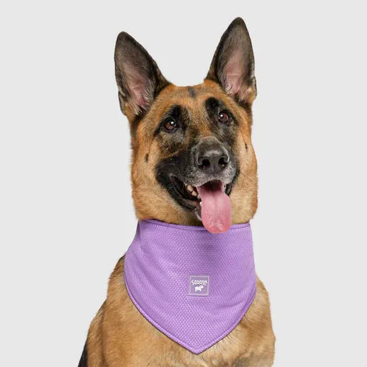 Canada Pooch Cooling Bandana Wet Reveal