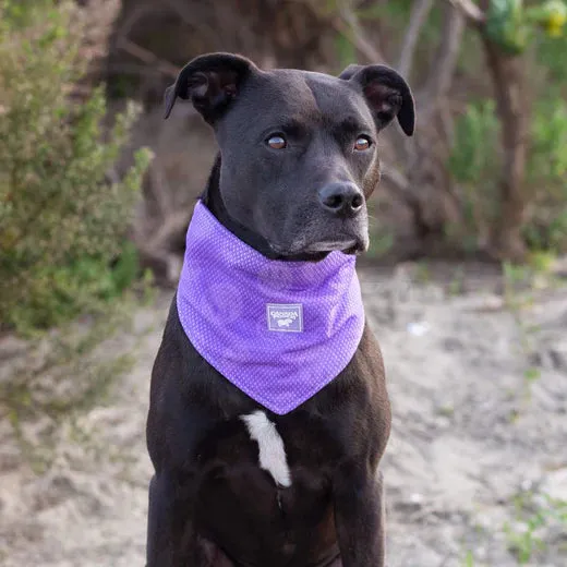 Canada Pooch Cooling Bandana Wet Reveal